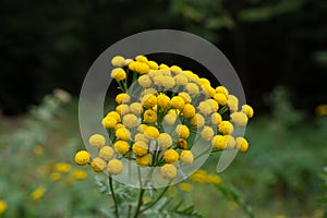 Tansy is a perennial, herbaceous flowering plant.