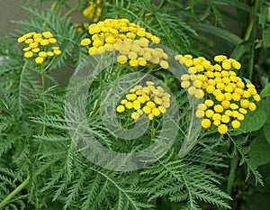 Tansy is a perennial plant with a characteristic camphor smell.