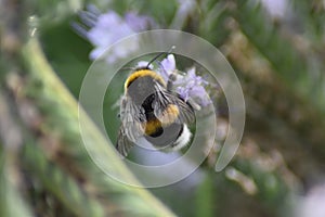 Tansy phacelia (Phacelia tanacetifolia)