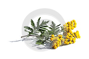 One branch of blooming tansy lies on a white isolated background. photo