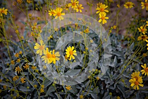 Tansy Ragwort Flower