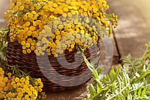 Tansy Tanacetum - perennial herbaceous plants Compositae Asteraceae . Herbs harvesting of medicinal raw materials