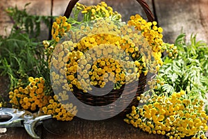 Tansy Tanacetum - perennial herbaceous plants Compositae Asteraceae . Herbs harvesting of medicinal raw materials