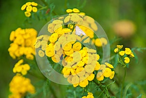 Tansy Tanacetum vulgare, Common Tansy, Bitter Buttons, Cow Bitter, Mugwort, Golden Buttons