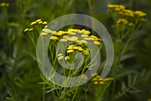 Tansy, Tanacetum vulgare, Common Tansy, Bitter Buttons, Cow Bitter, Mugwort Golden Buttons