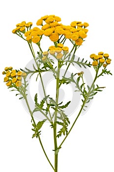Tansy (Tanacetum Vulgare) flowers