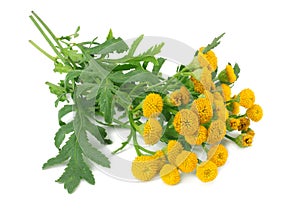 Tansy Tanacetum Vulgare flowers isolated on white background. bunch of tansy flowers photo