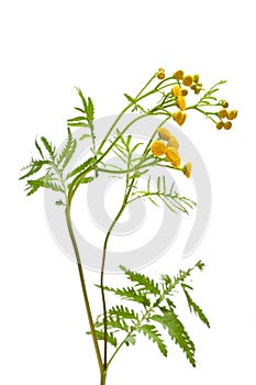 Tansy Tanacetum vulgare in front of white background