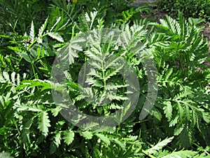 Tansy, Tanacetum vulgare photo