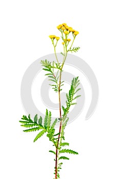 Tansy (Tanacetum vulgare) isolated on white photo
