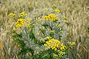 Tansy, tanacetum vulgare or rainfarn photo