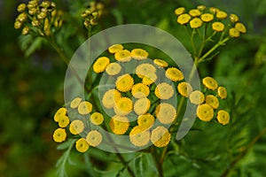 Tansy (Tanacetum vulgare),