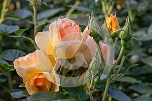 Large-flowered rose Rosa Hansestadt Rostock, apricot flowers photo