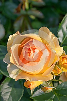Large-flowered rose Rosa Hansestadt Rostock, an apricot flower photo