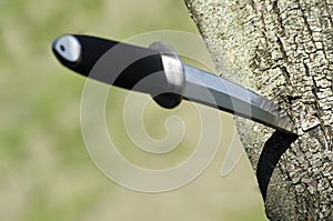 Tanto knife stuck in tree