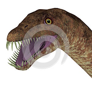 Tanystropheus Dinosaur Head