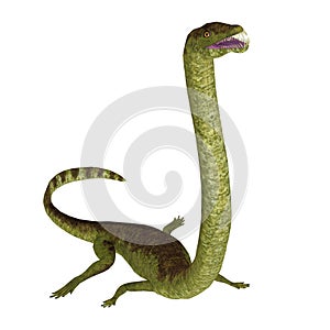 Tanystropheus Reptile over White