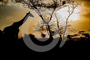 Tanzania, Africa, animal and landscape, giraffe, sunset, sunrise