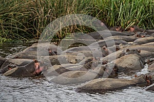 Tanzania, Africa, animal and landscape, Hippopotamus, hippo