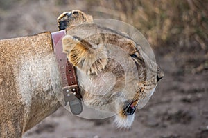 Tanzania, Africa, animal and landscape, lioness