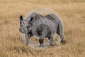 Tanzania, Africa, animal and landscape, rhinoceros photo