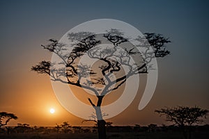 Tanzania, Africa, animal and landscape, sunset, sunrise