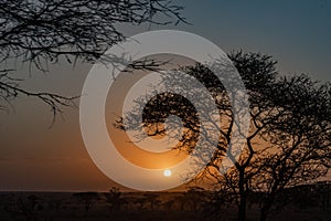 Tanzania, Africa, animal and landscape, sunset, sunrise photo