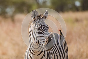 Tanzania, Africa, animal and landscape photo