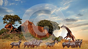 Tanzania. Africa. Giraffes and zebras in the African savanna at sunset. Serengeti National Park.