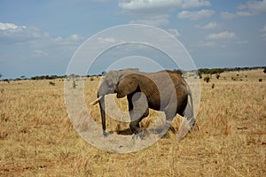Tanzania , Africa, Wildlife