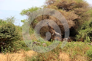 Tanzania , Africa, Wildlife