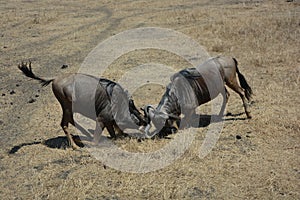 Tanzania , Africa, Wildlife