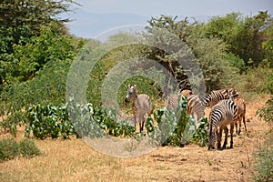 Tanzania , Africa, Wildlife