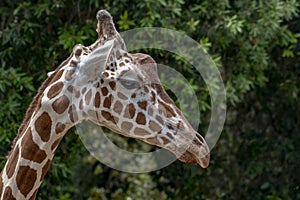 Tanzania giraffe close up portrait on green