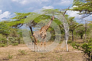 Tanzania. Giraffe in Selous park