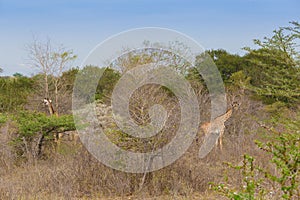 Tanzania. Giraffe in Selous park