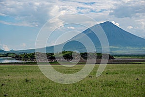 TANZANIA, NATRON LAKE - JAN 2020: Maasai boy shepherd with flock of sheeps and Ol Doinyo Lengai on background