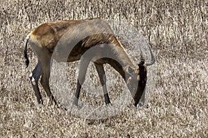 Tanzania, Ngorongoro, Coke s hartebeest or Kongoni