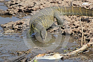 Tanzania Nile Monitor Varanus niloticus near river