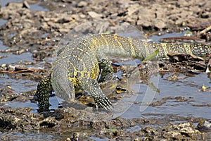 Tanzania Nile Monitor Varanus niloticus near river photo