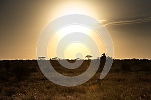 Tanzania, Africa, animal and landscape, lion, simba, sunset, sunrise photo