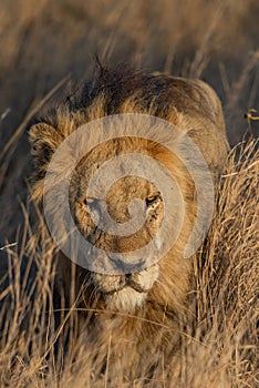 Tanzania, Africa, animal and landscape, lion, simba photo