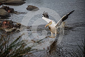 Tanzania, Africa, animal and landscape photo