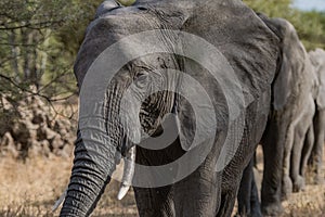 Tanzania, Africa, animal and landscape, elephant photo