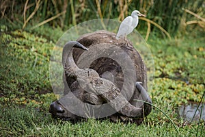 Tanzania, Africa, animal and landscape, buffalo photo