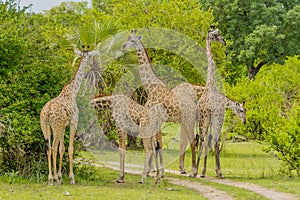 Tanzania - Selous Game Reserve photo