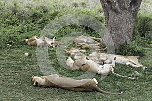 Tanzania, Serengeti, lioness sleeping under a tree with lion cubs.