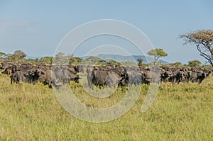 Tanzania - Serengeti National Park