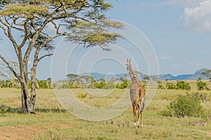 Tanzania - Serengeti National Park