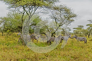 Tanzania - Serengeti National Park